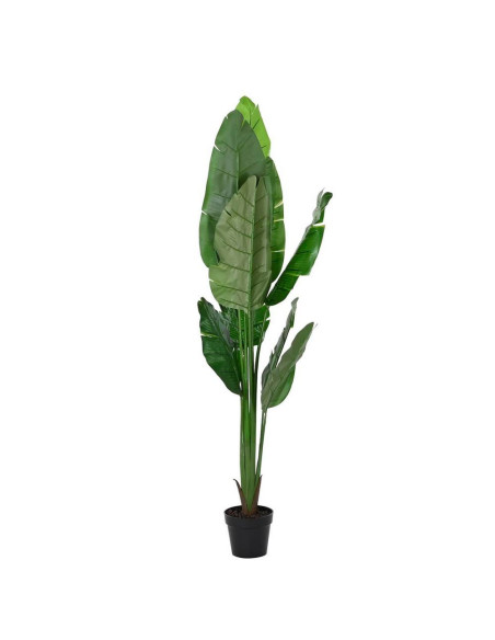 Pianta Strelitzia 60x60cm h.180cm