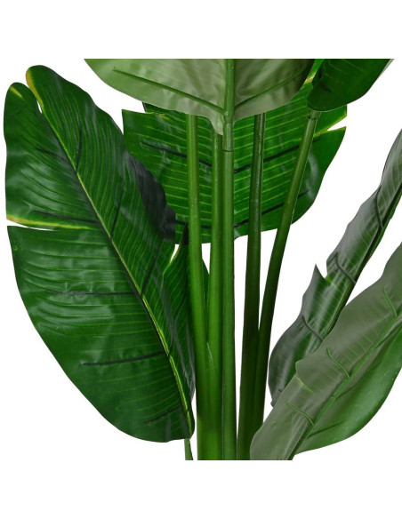 Pianta Strelitzia 60x60cm h.180cm