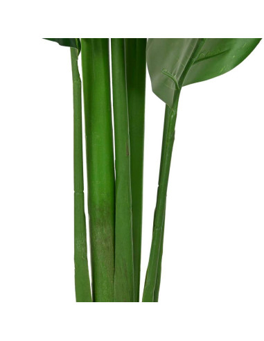 Pianta Strelitzia 60x60cm h.180cm
