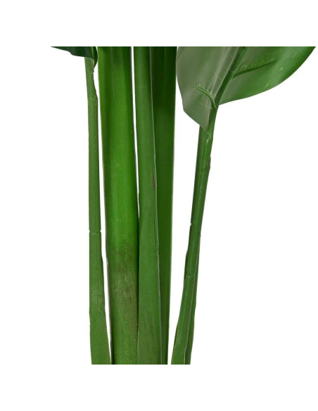 Pianta Strelitzia 60x60cm h.180cm