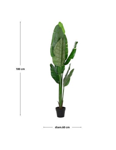 Pianta Strelitzia 60x60cm h.180cm