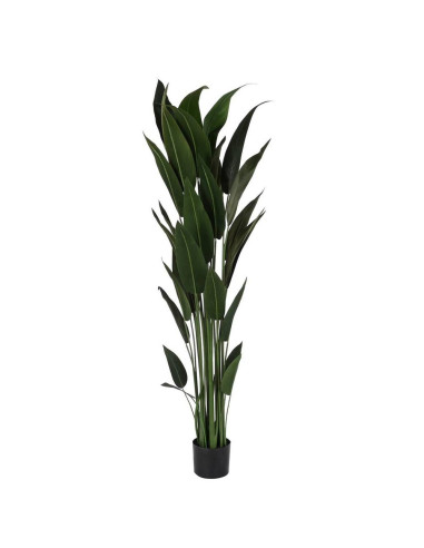 Pianta sterlitzia 80x80cm h.180cm
