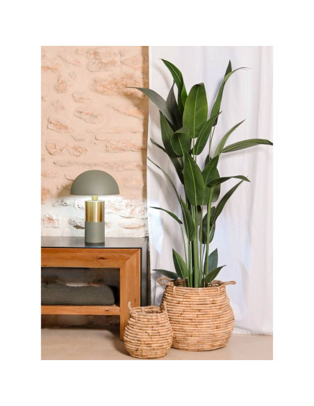 Pianta sterlitzia 80x80cm h.180cm