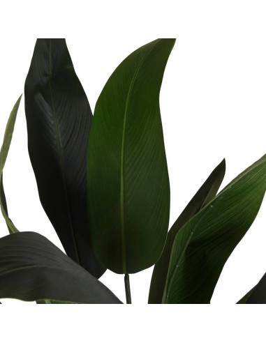 Pianta sterlitzia 80x80cm h.180cm