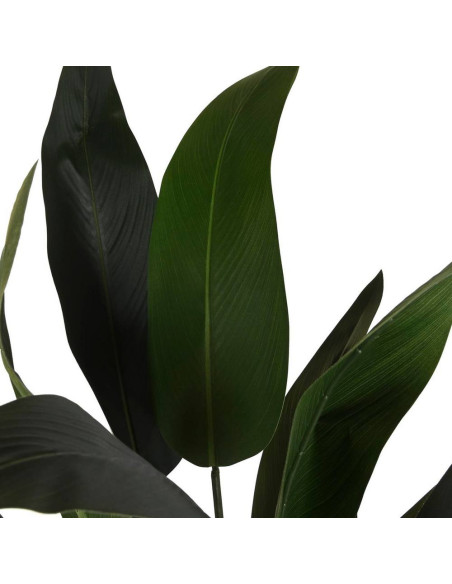 Pianta sterlitzia 80x80cm h.180cm